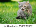 angry gray cat in the field