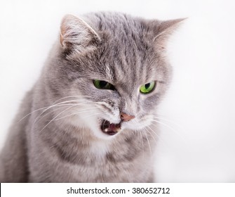 The angry gray cat with green eyes looks down, having blinked the eyes and having opened a mouth. Horizontal shot, white background, close up