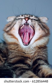 Angry growling cat, opened his mouth wide. Showed a grin