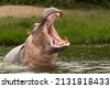 angry hippo