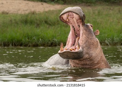 Angry hippo (Hippopotamus amphibius), hippo with a wide open mouth displaying dominance, Kazinga channel, Queen Elizabeth National Park, Uganda, Africa