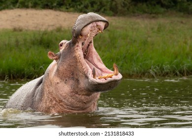 Hipo enojado (Hippopótamo anfibio), hipopótamo con una gran boca abierta que muestra dominio, canal Kazinga, Parque Nacional Queen Elizabeth, Uganda, África