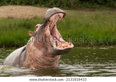 Angry hippo (Hippopotamus amphibius), hippo with a wide open mouth displaying dominance, Kazinga channel, Queen Elizabeth National Park, Uganda, Africa