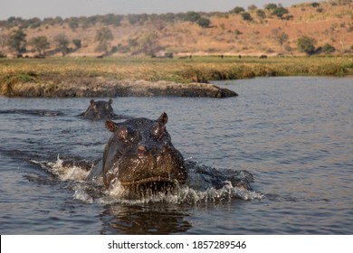 An Angry Hippo Pops Out Of The Water In An Attempt To Attack The Safari Boat 