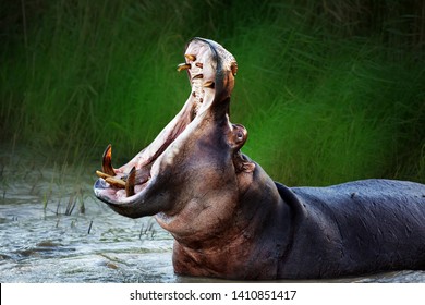 Angry hippopotamus / hippo displaying dominance in the water with a wide open mouth. Hippopotamus amphibius