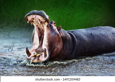 Angry hippopotamus / hippo displaying dominance in the water with a wide open mouth splashing water. Hippopotamus amphibius