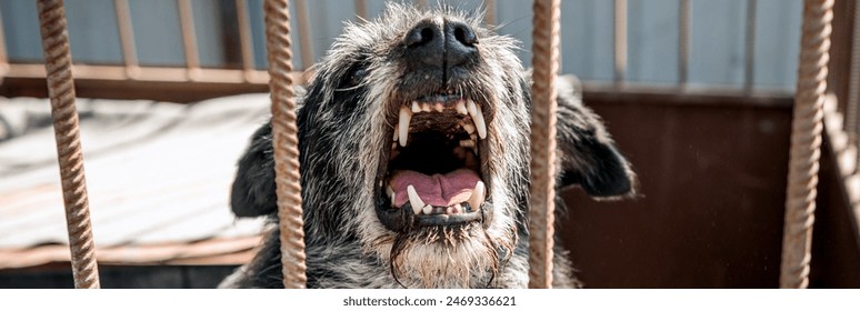 Angry homeless dog in an animal shelter. Portrait of an angry dog ​​in a cage at an animal shelter. Dog behind the fence - Powered by Shutterstock