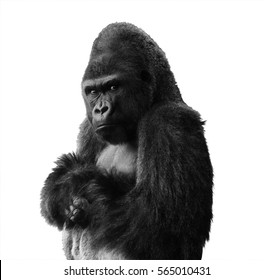 angry isolated gorilla