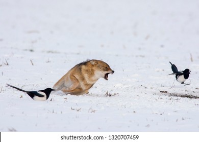 Angry Jackal Attacking Birds In Winter Scene