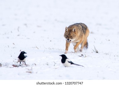 Angry Jackal Attacking Birds In Winter Scene