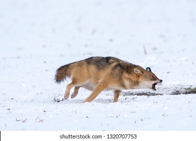 Angry Jackal Attacking Birds In Winter Scene