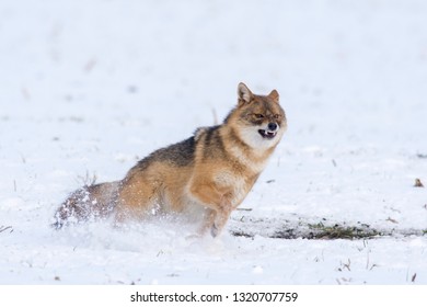 Angry Jackal Attacking Birds In Winter Scene