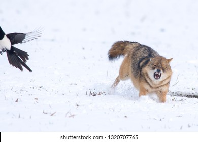 Angry Jackal Attacking Birds In Winter Scene