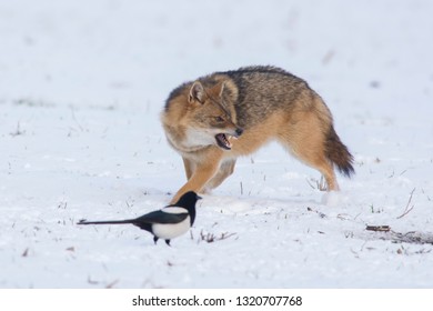 Angry Jackal Attacking Birds In Winter Scene