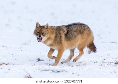 Angry Jackal Attacking Birds In Winter Scene