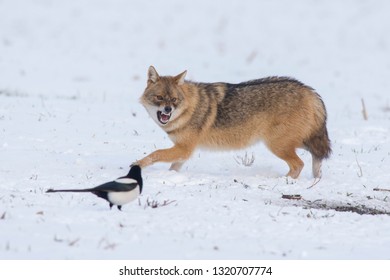 Angry Jackal Attacking Birds In Winter Scene