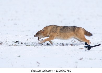 Angry Jackal Attacking Birds In Winter Scene