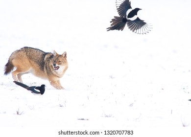 Angry Jackal Attacking Birds In Winter Scene