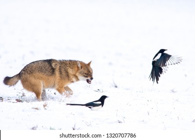 Angry Jackal Attacking Birds In Winter Scene