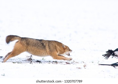 Angry Jackal Attacking Birds In Winter Scene