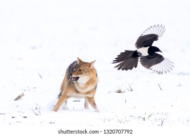 Angry Jackal Attacking Birds In Winter Scene