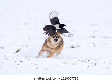 Angry Jackal Attacking Birds In Winter Scene