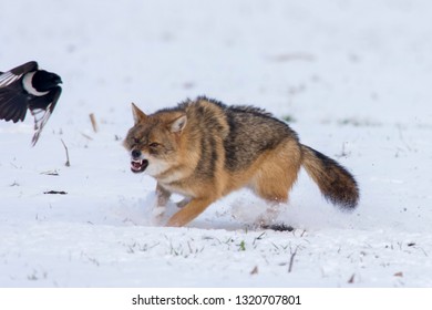 Angry Jackal Attacking Birds In Winter Scene