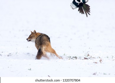 Angry Jackal Attacking Birds In Winter Scene