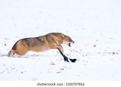 Angry Jackal Attacking Birds In Winter Scene