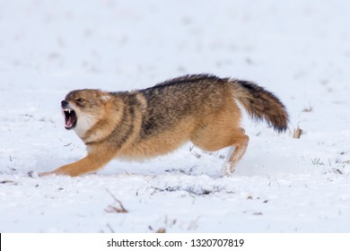 Angry Jackal Attacking Birds In Winter Scene