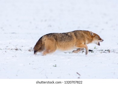 Angry Jackal Attacking Birds In Winter Scene