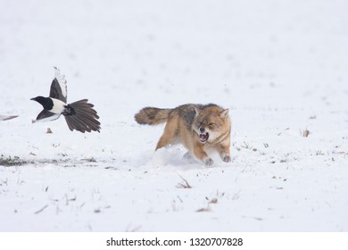 Angry Jackal Attacking Birds In Winter Scene