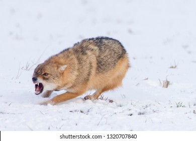 Angry Jackal Attacking Birds In Winter Scene