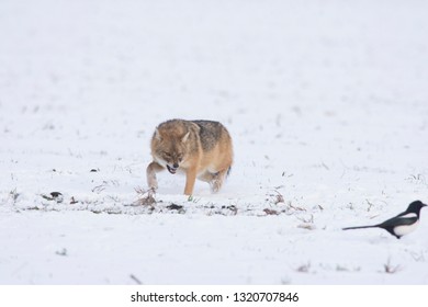 Angry Jackal Attacking Birds In Winter Scene