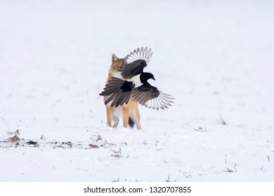 Angry Jackal Attacking Birds In Winter Scene