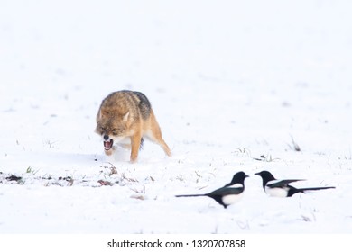 Angry Jackal Attacking Birds In Winter Scene