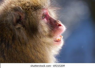 Angry Japanese Macaque In Winter