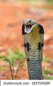 Angry King Cobra In Attack Position,King Cobra Snake Closeup