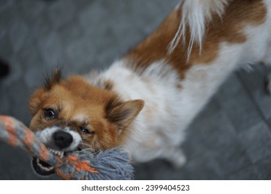 The angry Kintamani dog bit the rope hard and showed its sharp teeth