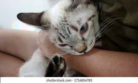 An Angry Kitten Biting Owner's Arm.