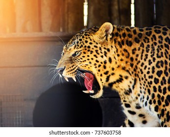 Angry Leopard