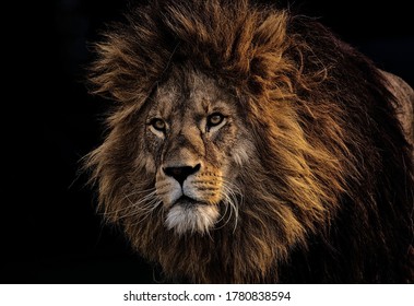 Angry Lion In The Dark