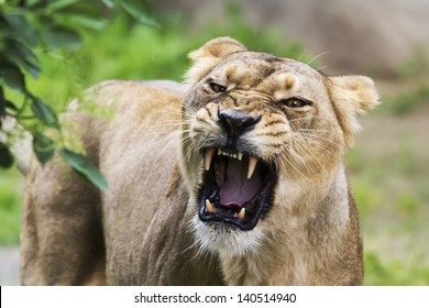 Angry Lioness