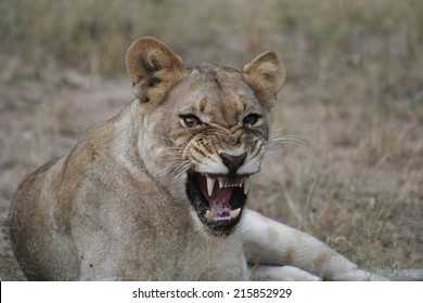 Angry Lioness