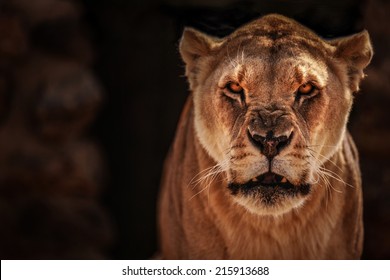 Angry Lioness 