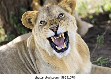 An Angry Lioness Growls In Tanzania