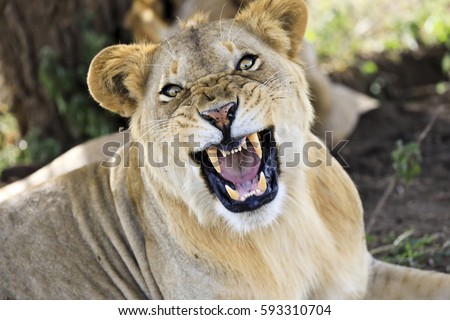An angry lioness growls in Tanzania