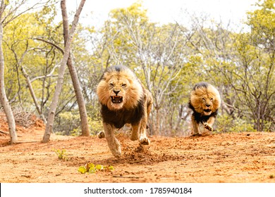 Angry Lions Hunting Their Prey