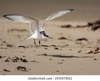 Angry Looking Bird Flying Is A White Fronted Tern Chick