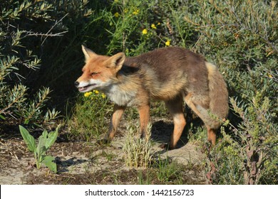 Angry Looking Fox In The Dunes